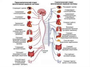 вегетативная нервная система